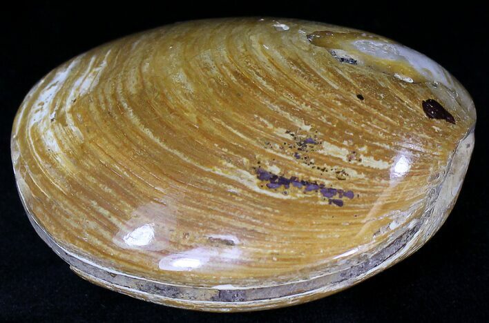 Wide Polished Fossil Clam - Jurassic #21763
